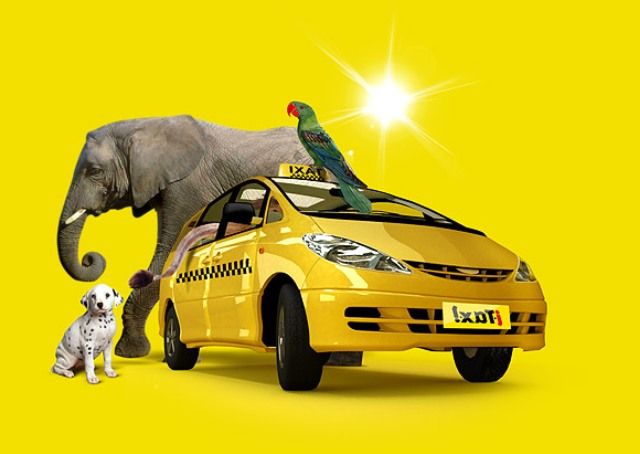 Такси такса телефон. Такси для животных. Такси креативные. Необычная реклама такси. Креативная реклама такси.