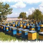 Бизнес на пчеловодстве