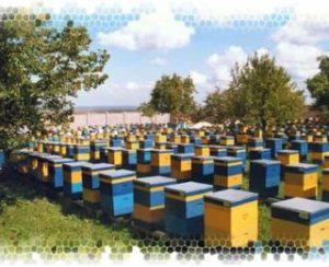 Бизнес на пчеловодстве